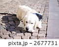 2677731