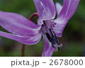 カタクリの花