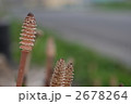 つくし