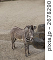 シマウマ