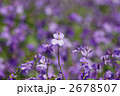 諸葛菜のお花畑