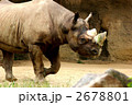 黒犀 クロサイ 陸上動物