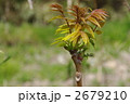 自然の漆の木　山漆の木