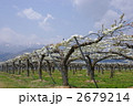 山里の梨畑　梨畑と梨の花