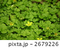 蛇苺の花　毒がないのに毒苺と言われ・・・