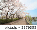 高松の池の桜