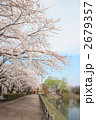 高松の池の桜