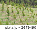 杉の植林