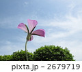 麦仙翁と空