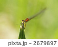 イトトンボ捕食