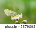 ハルジオンにとまるシロチョウ