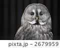 天王寺動物園のフクロウ 天王寺動物園のフクロウ