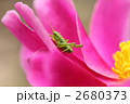 2680373