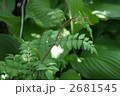 木の芽
