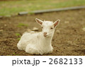 山羊の赤ちゃん