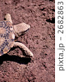 2682863