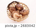 生椎茸