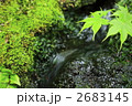 新緑のもみじと清流