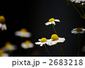 カモミール