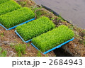 田植えと苗　田植えの様子