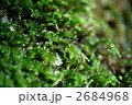 苔の胞子
