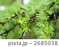 カラマツの葉としずく