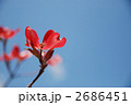 赤いハナミズキ