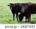 肉牛