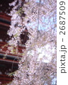 美しく輝く枝垂桜