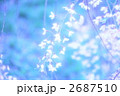 雨に輝く枝垂れ桜