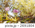 4月　ショウジョウバカマ・ユリ科22