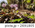 4月　ショウジョウバカマ・ユリ科23