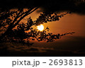 夕暮れの桜