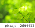 ヤマボウシの若葉