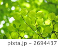 ヤマボウシの若葉