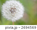 綿毛のたんぽぽ