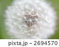 綿毛のたんぽぽ