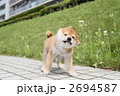 柴犬の子犬
