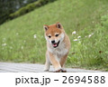柴犬の子犬