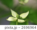 ヤマボウシの花