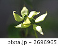 ヤマボウシの花