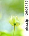 ヤマボウシの花