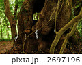 高原熊野神社のご神木