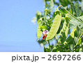 絹さや収穫の時