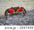アカテガニ