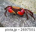 アカテガニ