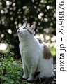 素材ナンバー 2698876 : 「見上げる猫」