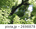素材ナンバー 2698878 : 「新緑のもみじ」