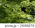新緑のもみじ