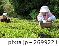 シニア2名お茶を摘む